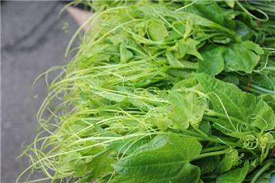 Pucuk labu siam 龍鬚菜 (Foto: MOA)