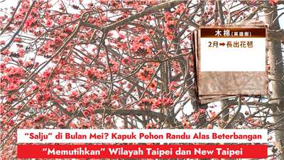 “Salju” di Bulan Mei? Kapuk Pohon Randu Alas Beterbangan, “Memutihkan” Wilayah Taipei dan New Taipei (RtiSI)