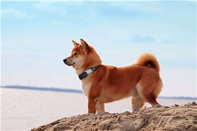 Dua Shiba Inu dan Seekor Kucing Dipelihara di Ambang Jendela Lantai 4, Kantor Perlindungan Hewan Taoyuan Turun Tangan (Ilustasi: PIXABAY)