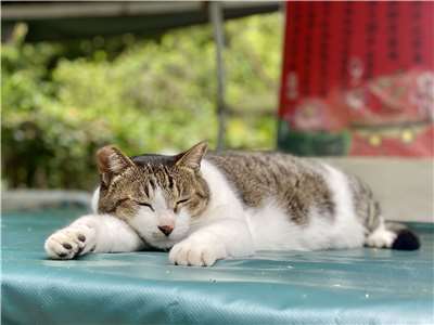 ANT Kucing 貓 (Foto: 陳柏萇 攝)