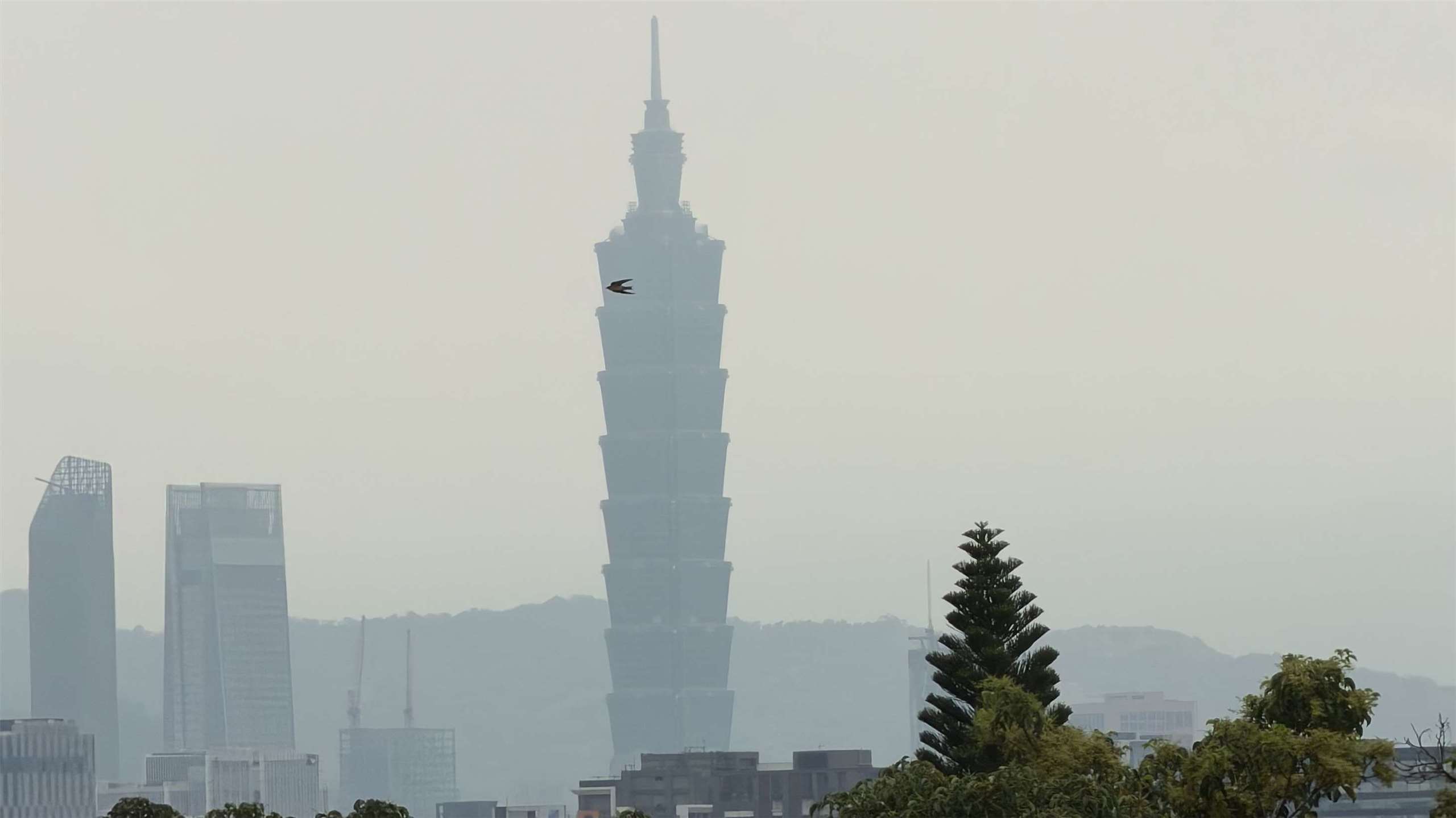(陳柏萇 攝)