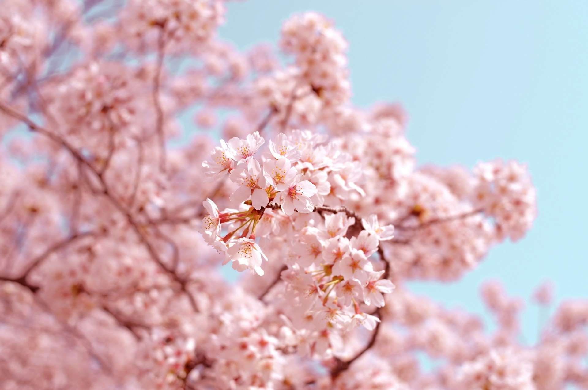 Festival Qixi (Foto: Unsplash)