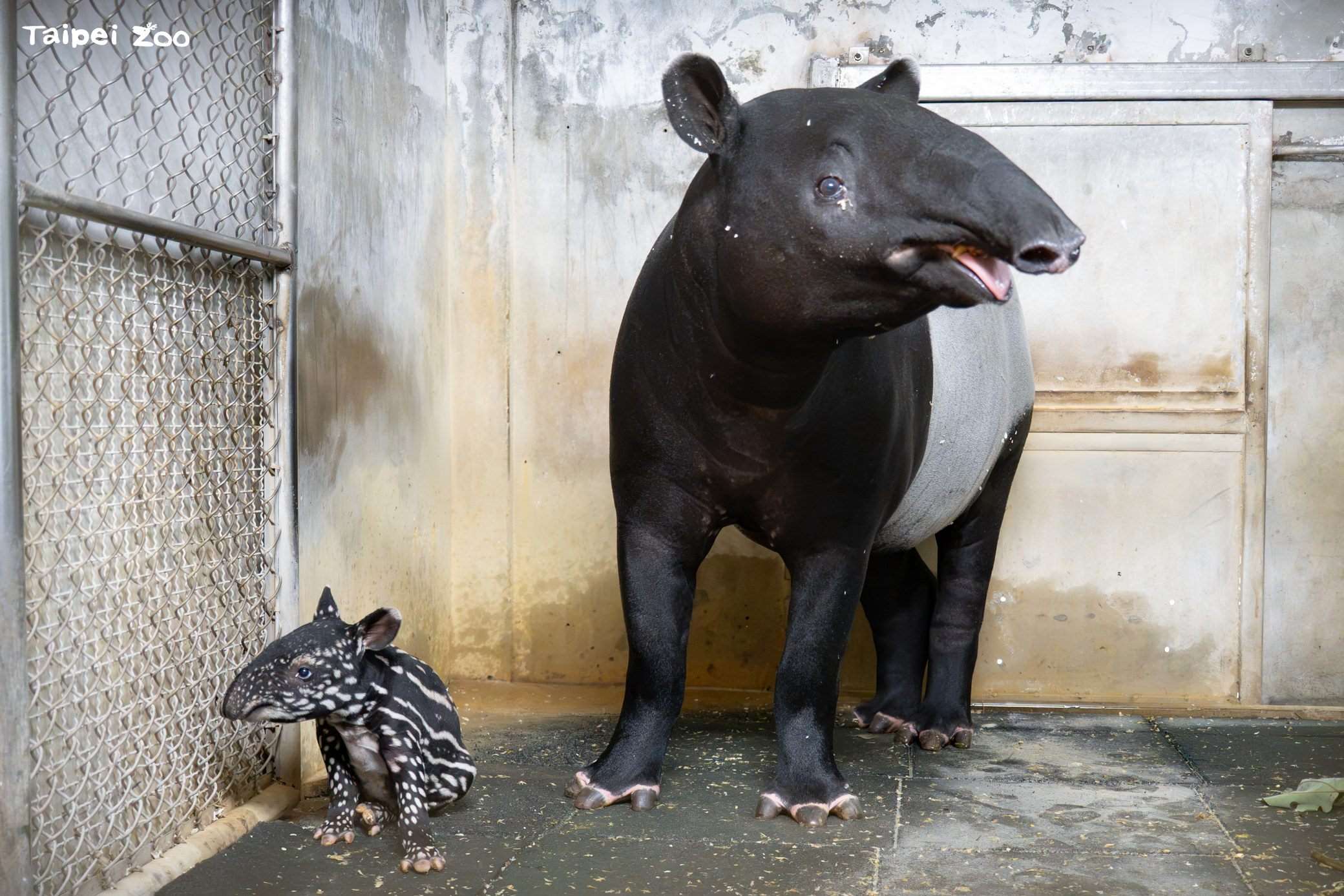 Induk tapir bernama "Putri" dan anaknya yang baru lahir (foto: Kebun Binatang Taipei)