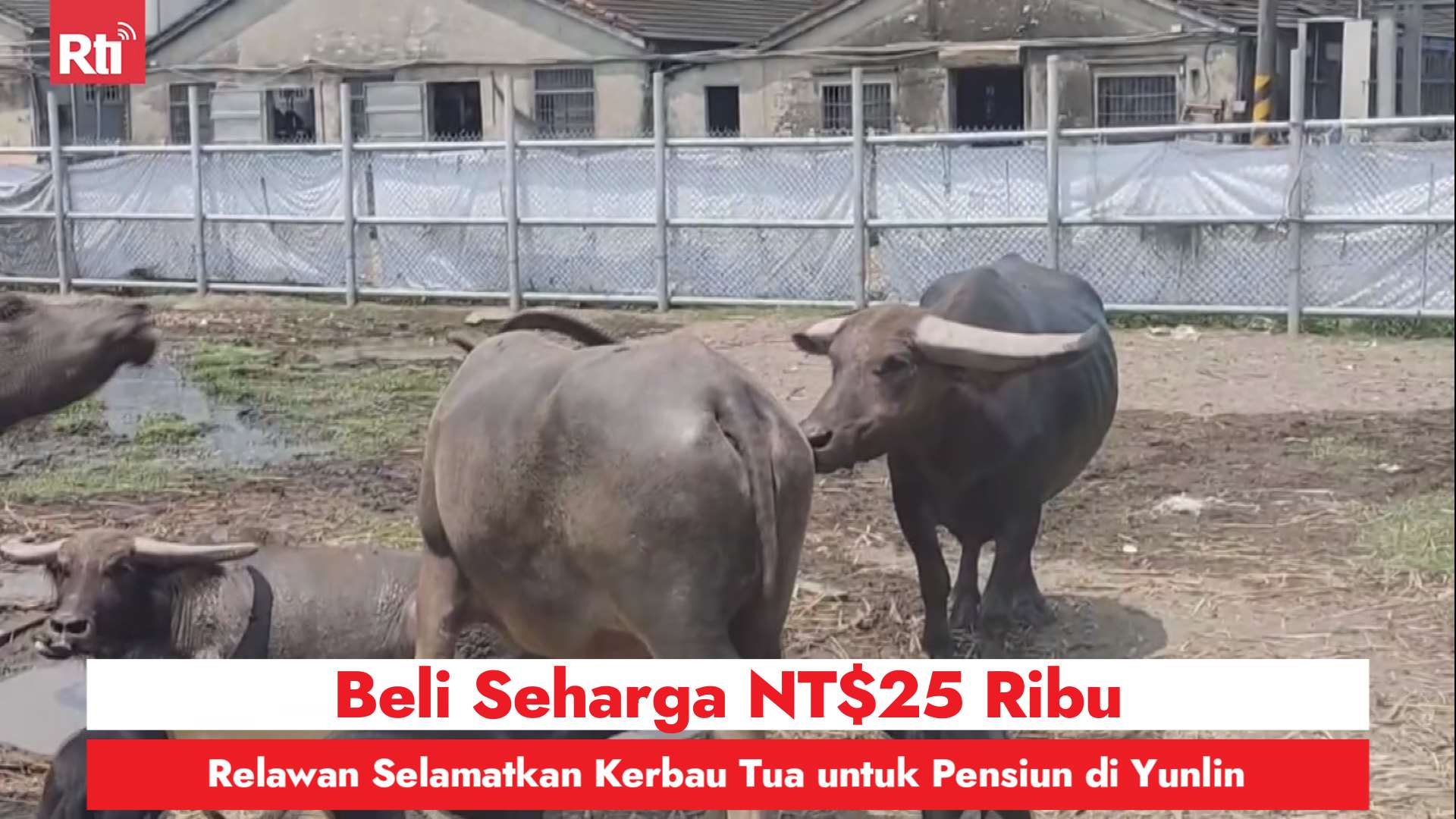 Beli Seharga NT$25 Ribu, Relawan Selamatkan Kerbau Tua untuk Pensiun di Yunlin (RtiSI)
