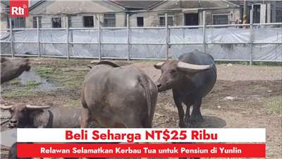 Beli Seharga NT$25 Ribu, Relawan Selamatkan Kerbau Tua untuk Pensiun di Yunlin (RtiSI)