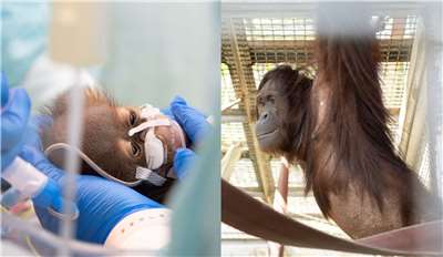 Bayi dan induk orang utan di Kebun Binatang Taipei (foto: FB Taipei Zoo)
