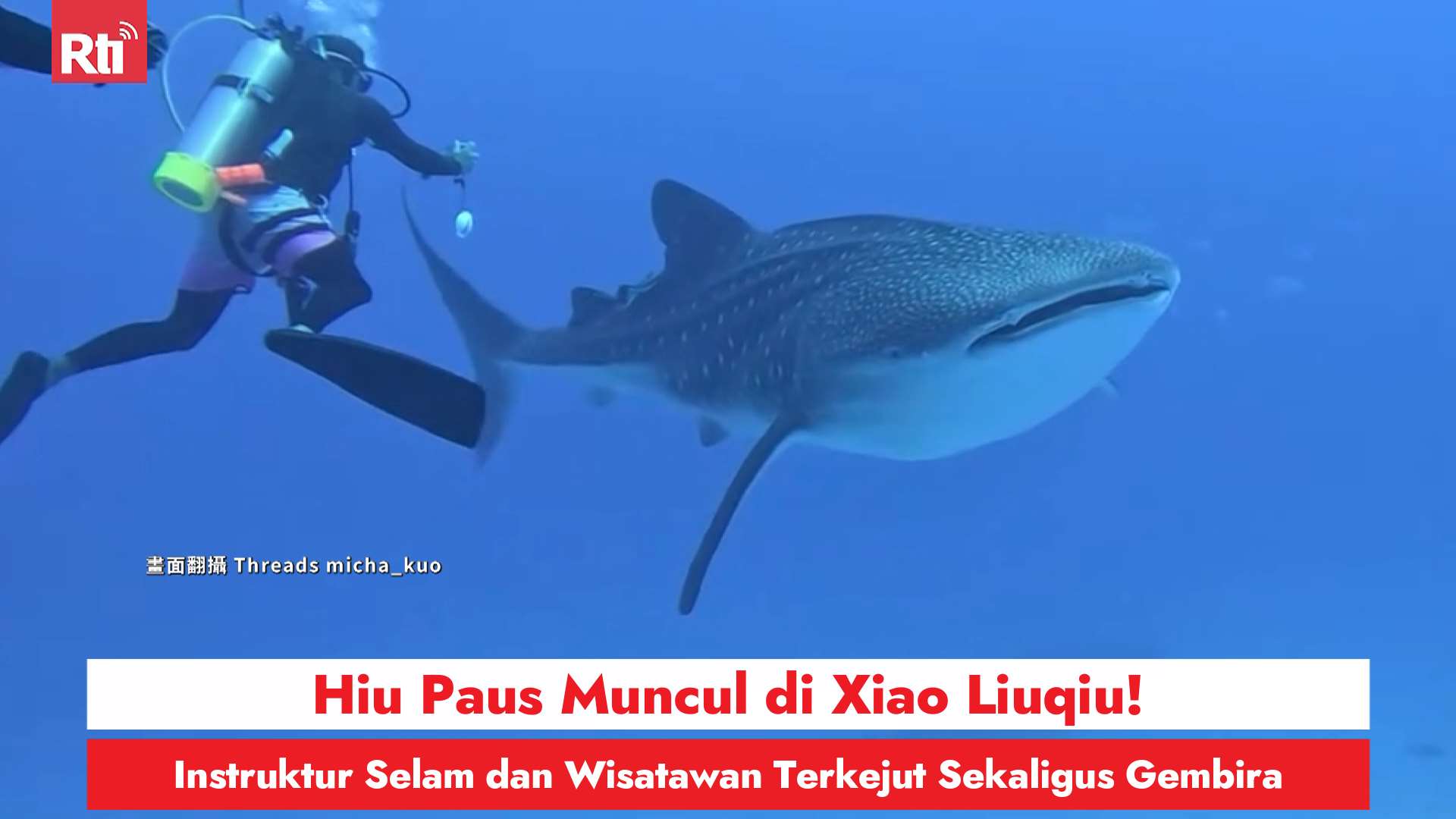 Hiu Paus Muncul di Xiao Liuqiu Berenang Mendampingi dari Dekat! Instruktur Selam dan Wisatawan Terkejut Sekaligus Gembira (RtiSI)