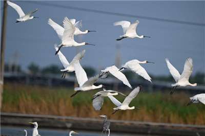 Shuangjiang (霜降) (Foto: CNA)