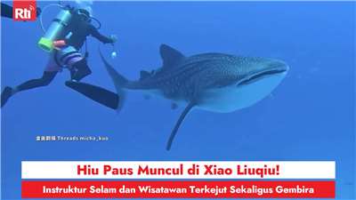 Hiu Paus Muncul di Xiao Liuqiu Berenang Mendampingi dari Dekat! Instruktur Selam dan Wisatawan Terkejut Sekaligus Gembira (RtiSI)