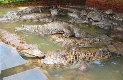 Buaya-buaya di peternakan Chiayi (foto: Biro Agrikultural Kabupaten Chiayi via CNA)