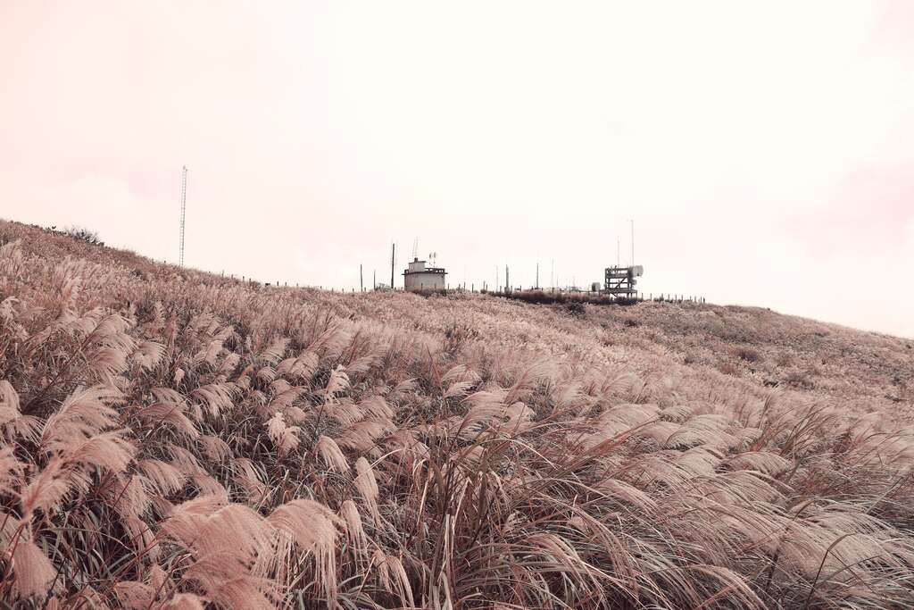 panorama silvergrass (foto: Dinas Pekerjaan Umum Pemkot Taipei)