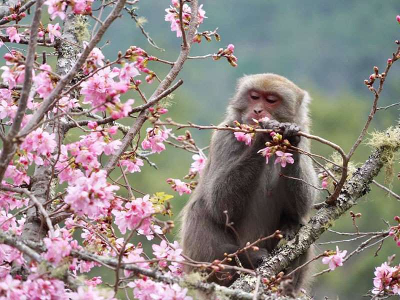 Wuling Farm di musim semi (foto: website Wuling Farm)