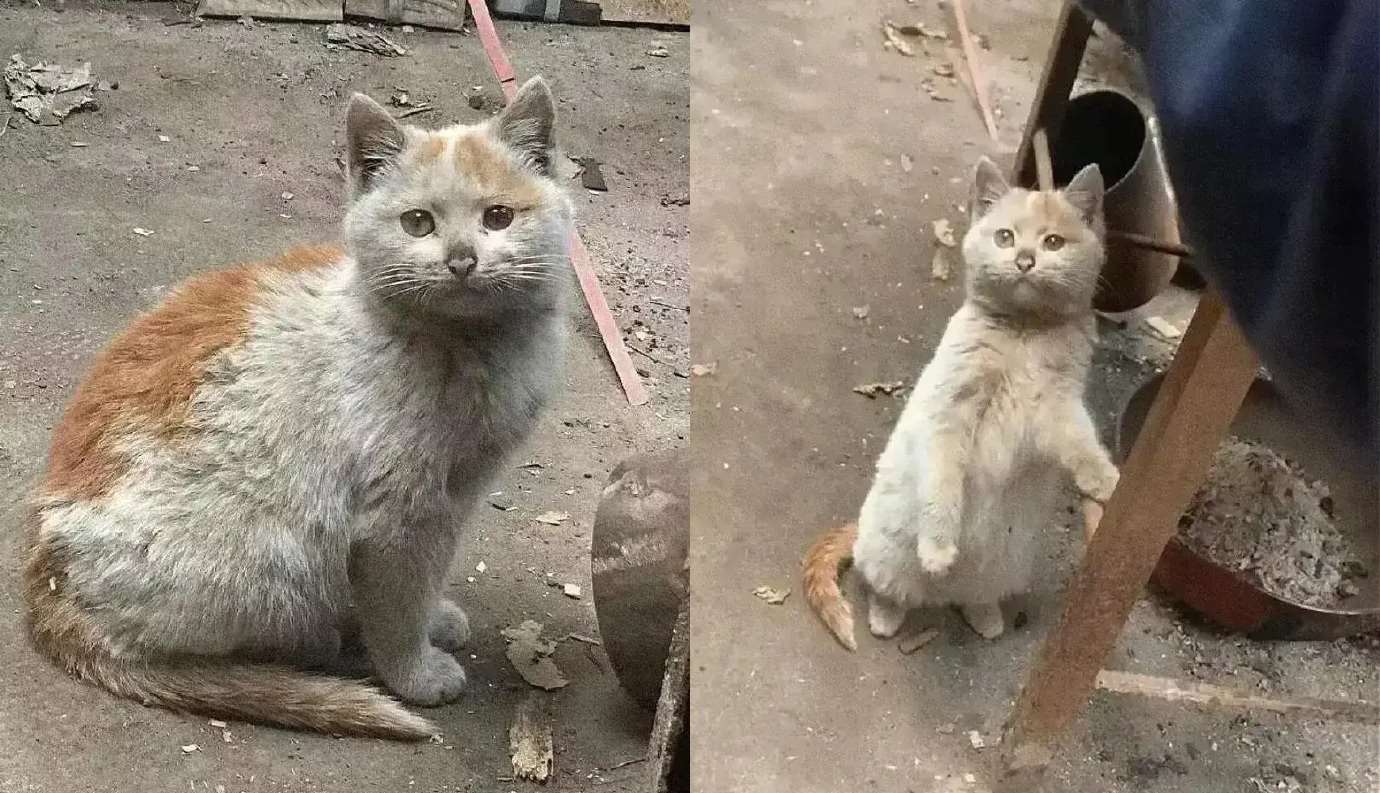 Kucing di Weibo yang menjadi viral (foto: Weibo 「i人小貝」)