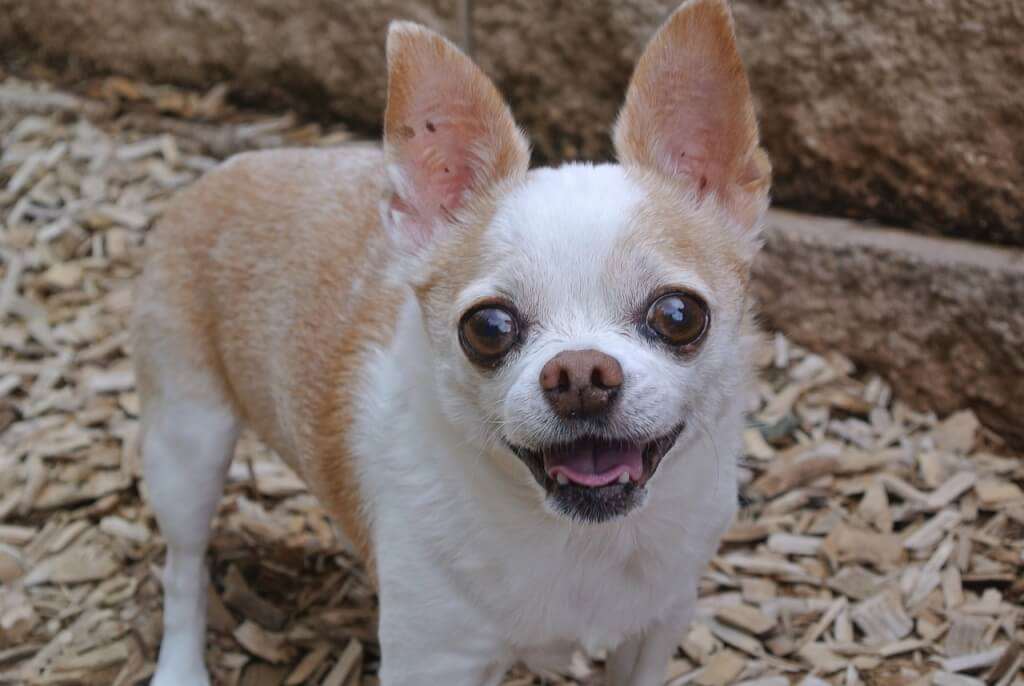 Anjing Chihuahua (foto: Pixabay)