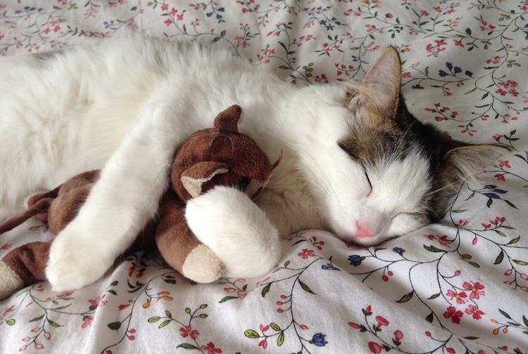 Posisi tidur kucing (foto: Pxhere)
