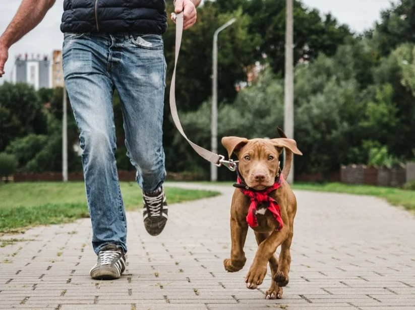 Ilustrasi anjing berjalan-jalan bersama tuannya (foto: Ingimage)