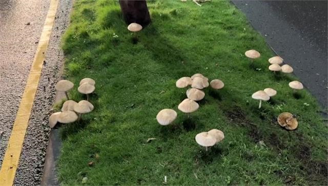 Jamur parasol hijau atau false parasol yang tumbuh di Kaohsiung (foto: Yahoo Tw)