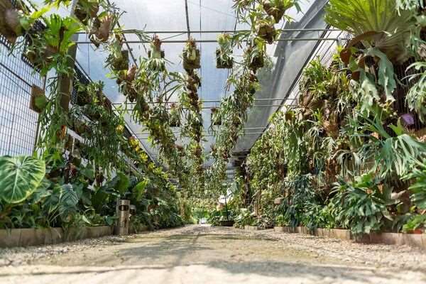 (foto: 與你蕨緣)