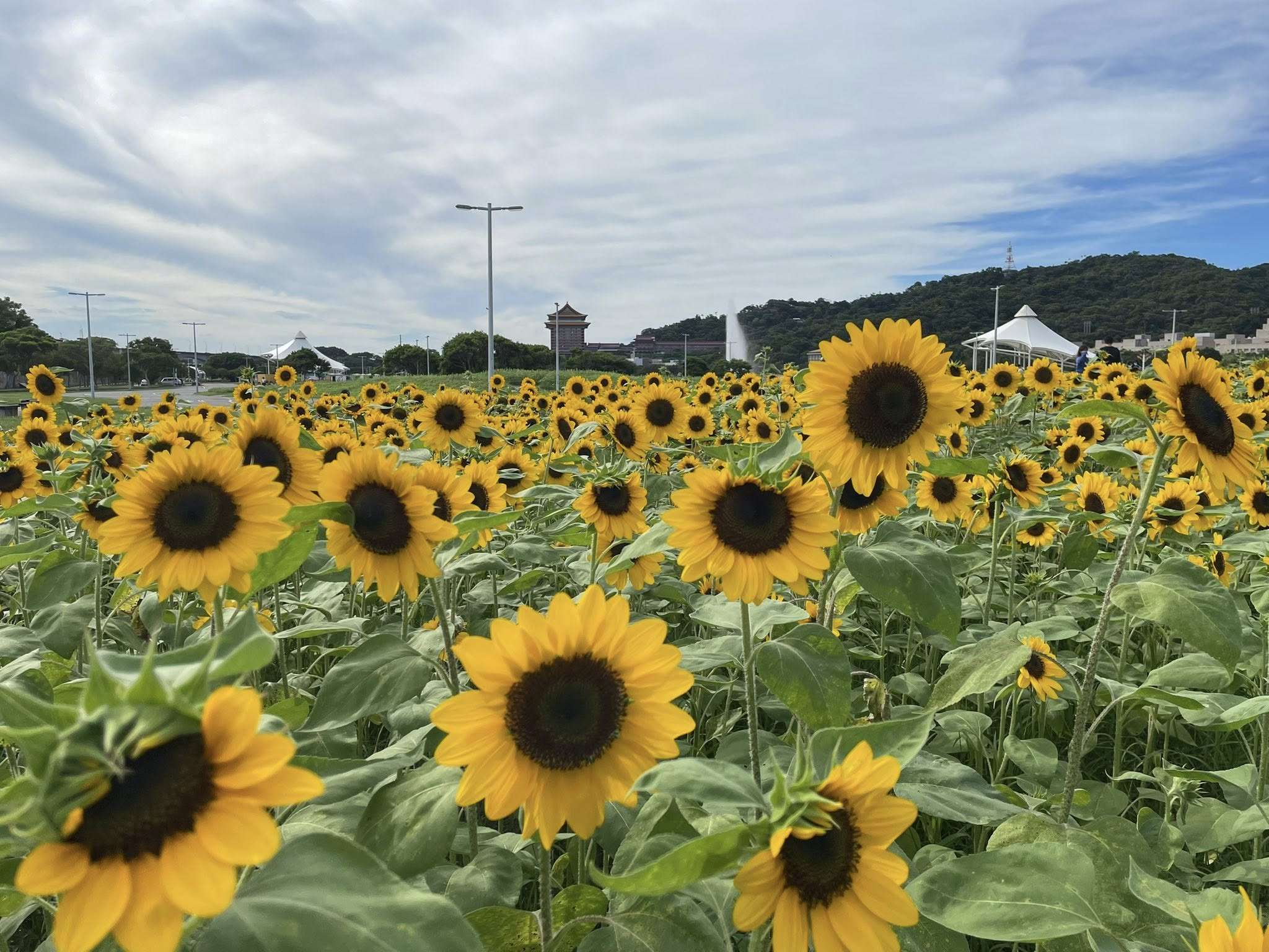 LL Bunga matahari di Dajia Riverside (foto: aminatjandra /Rti)