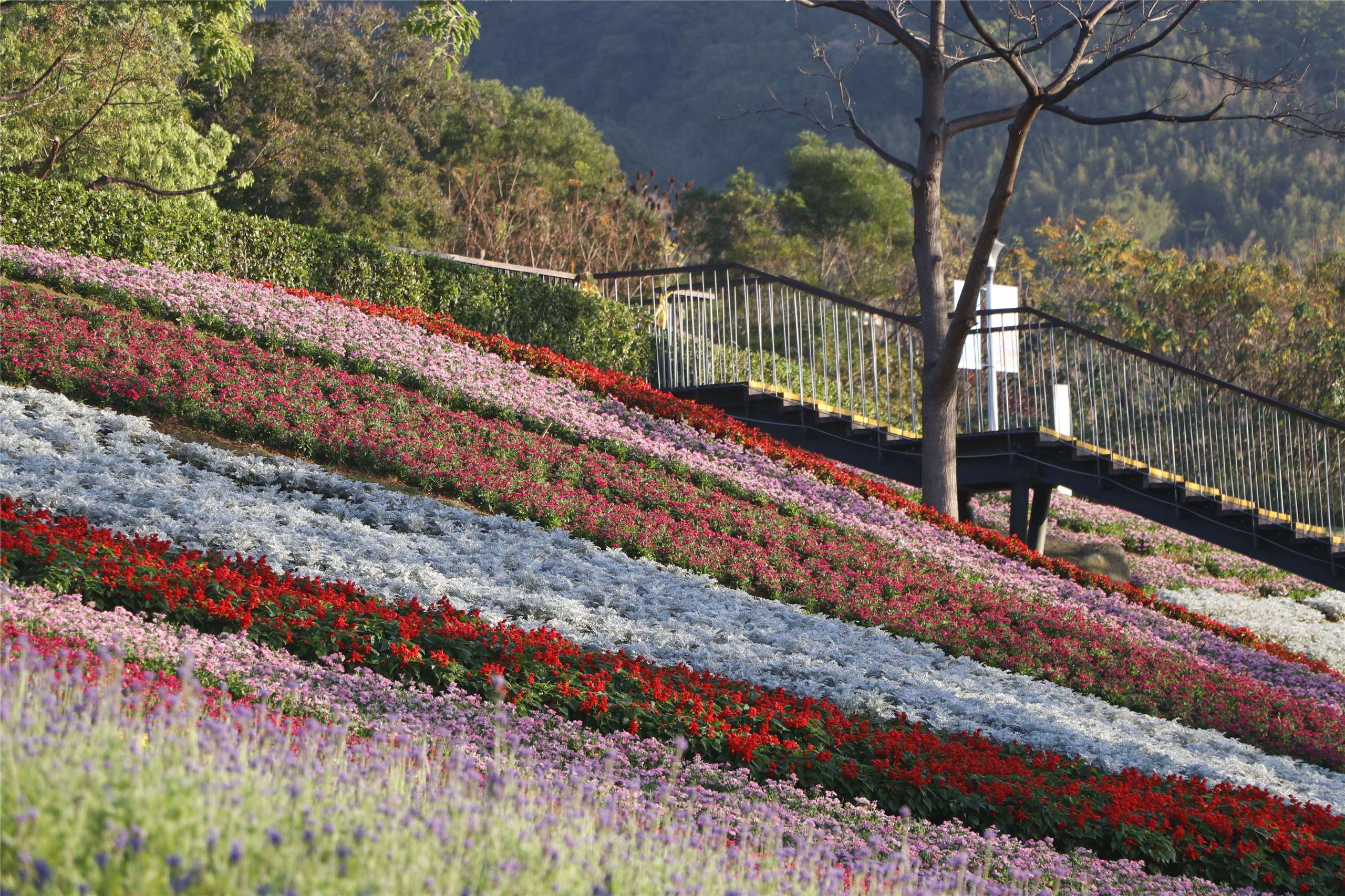 Taman bunga berundak-undak di Taman Ki-Pataw Shan-Tseng-Chi (foto: Taipei Travel)