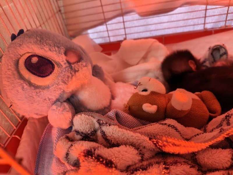 Bayi monyet yang dirawat di Kebun Binatang Shoushan, Kaohsiung (foto: CNA)