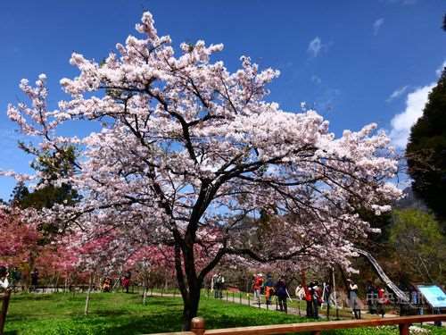Sakura di Alishan (foto: CNA)