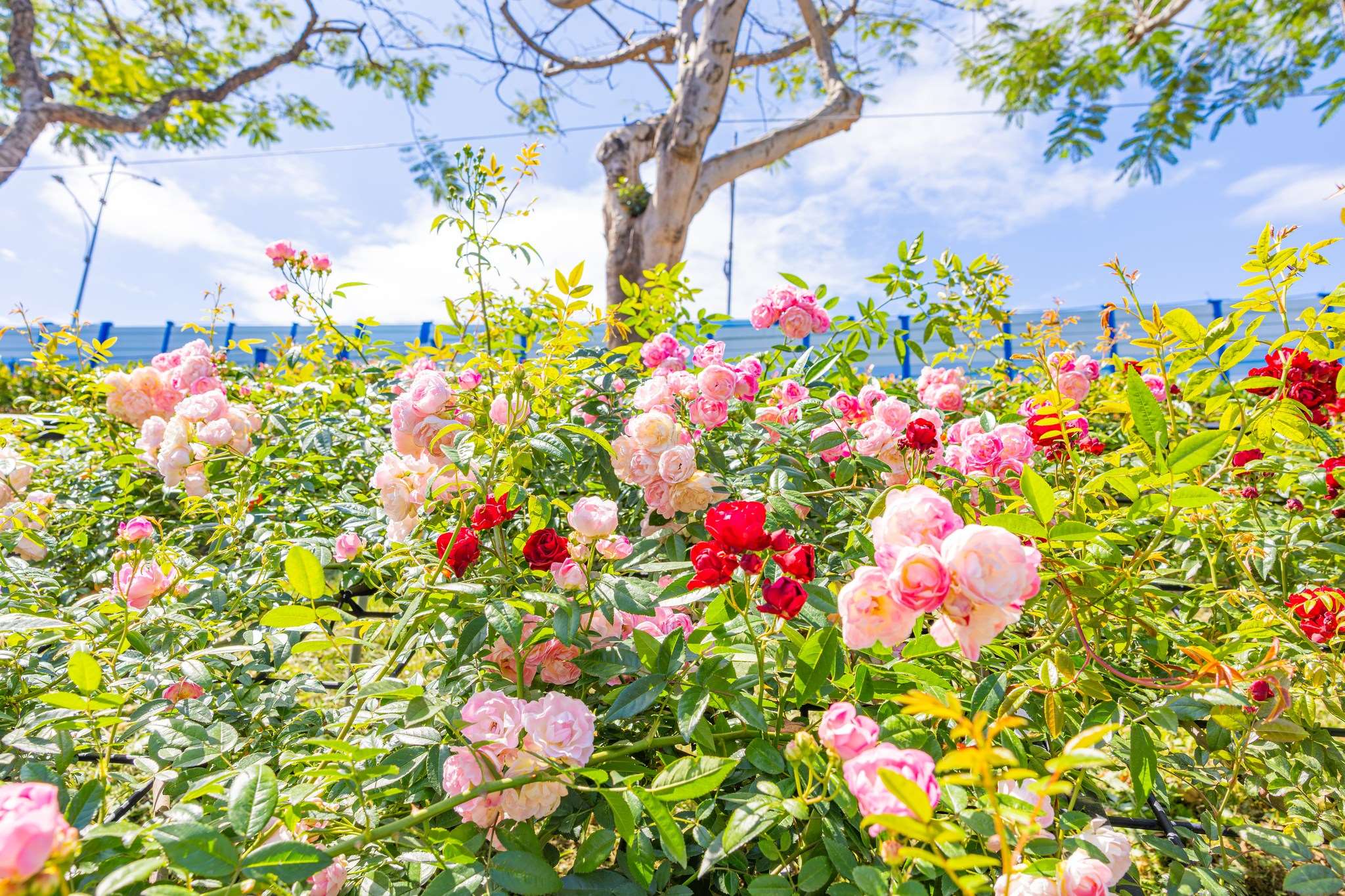 Taman bunga mawar di Taipei (foto: Facebook Taipei Rose Garden)