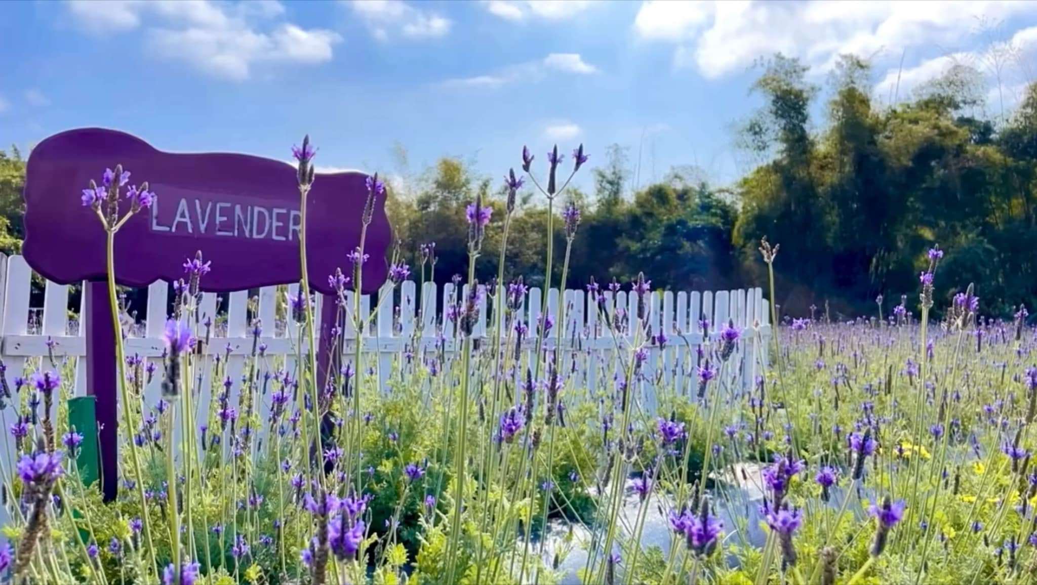 Taman lavender “Grace Me” (葛瑞絲香草田) di Miaoli (foto: Facebook 葛瑞絲香草田)