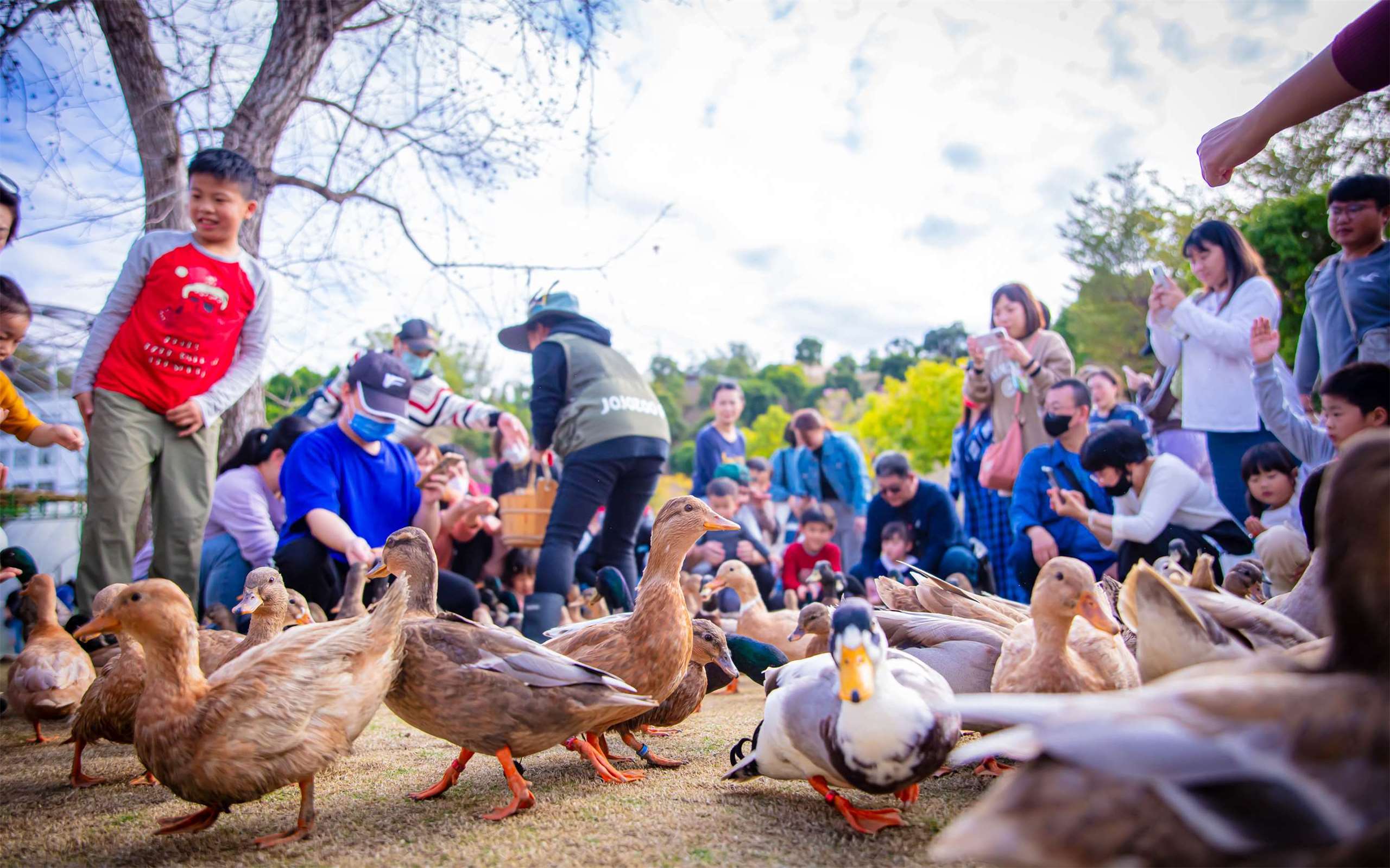 parade bebek ((foto: Jojozoo Park「九九峰動物樂園」)