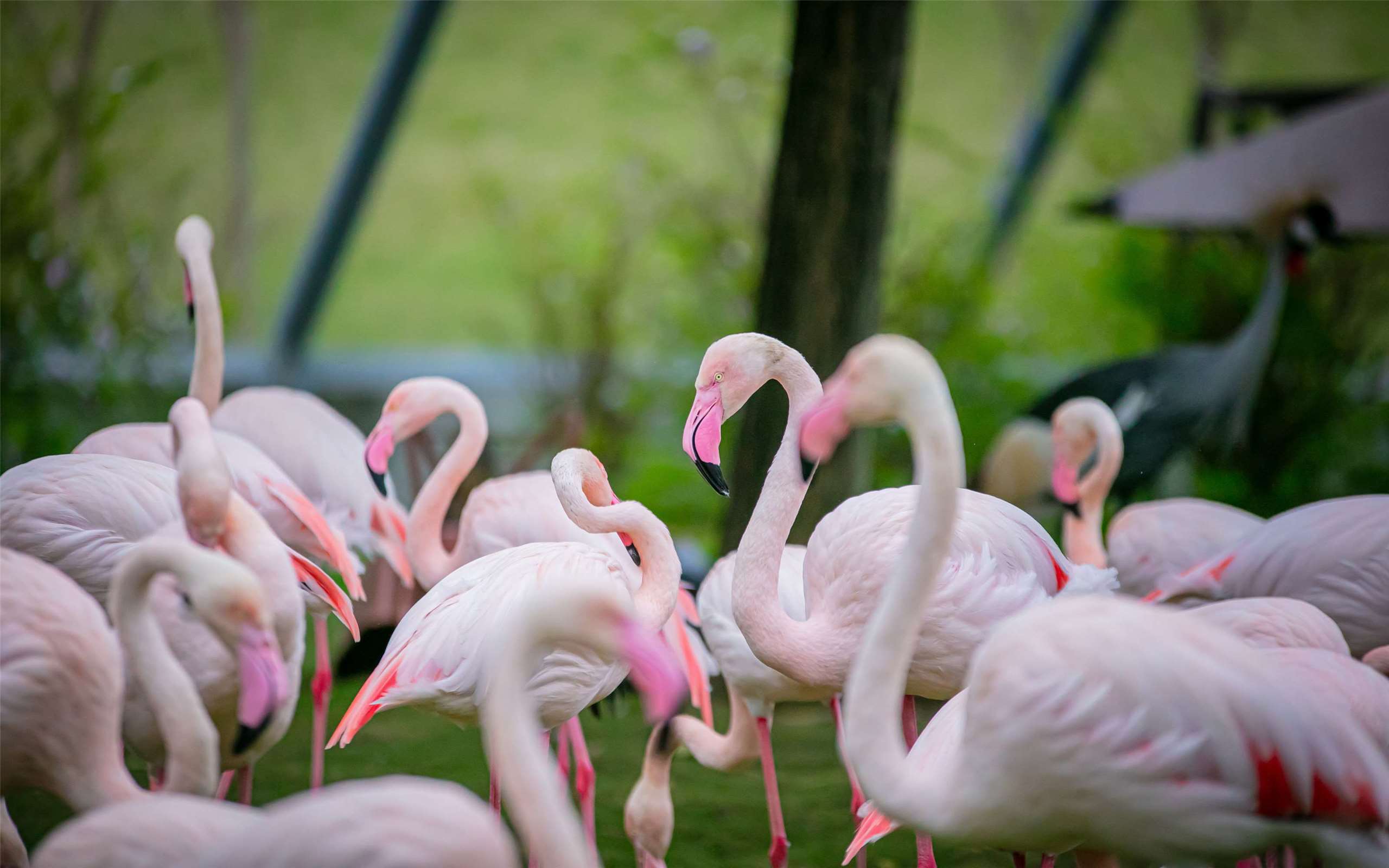 kawanan flamingo (foto: Jojozoo Park「九九峰動物樂園」)
