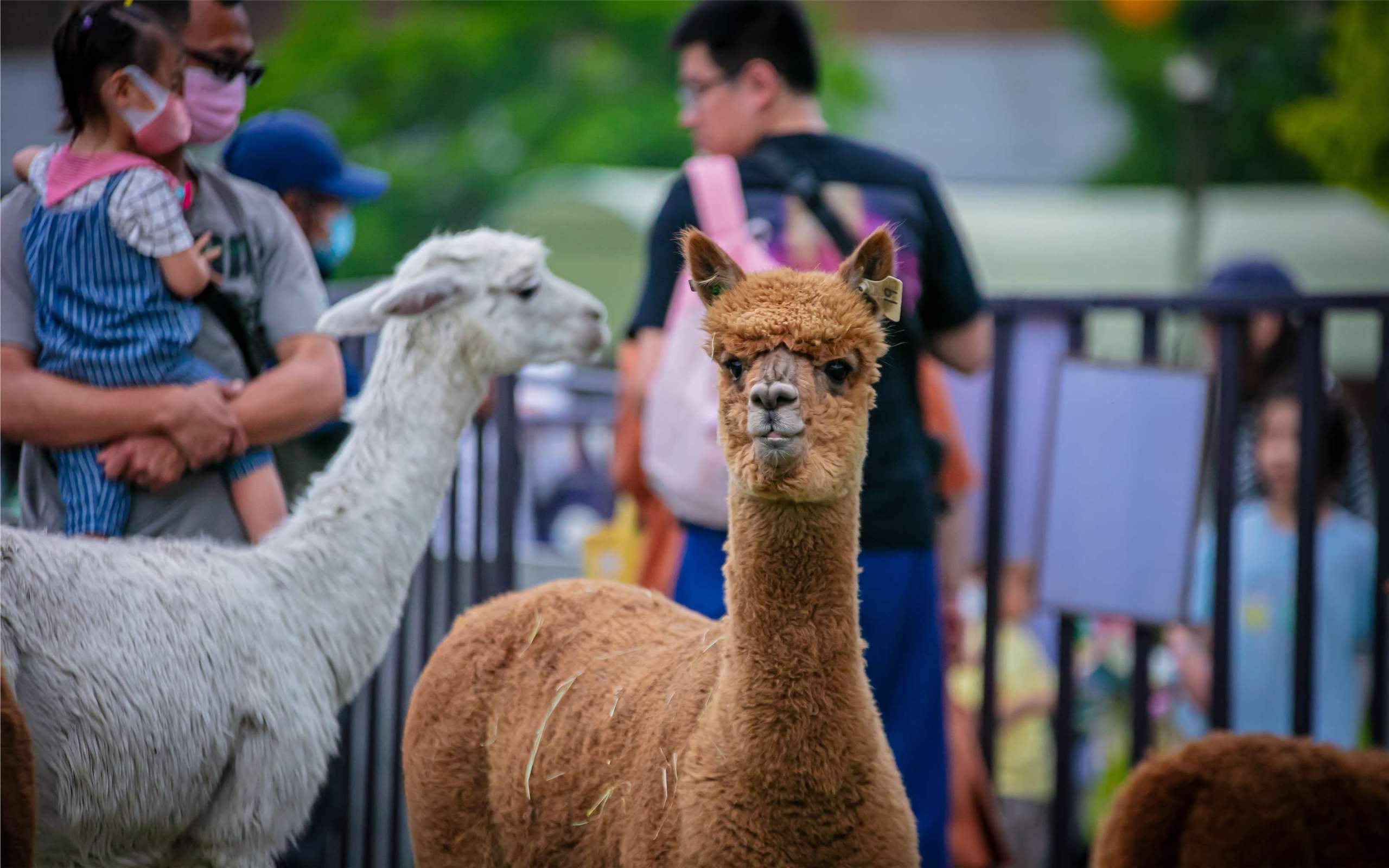 Lama glama (foto: Jojozoo Park「九九峰動物樂園」)
