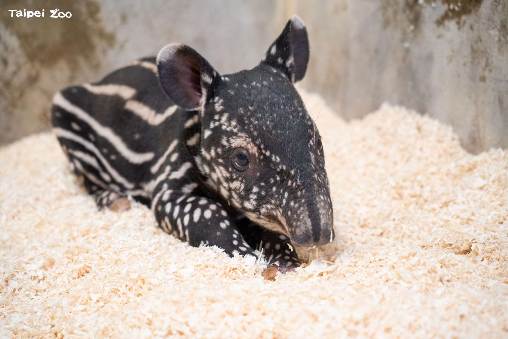 Bayi tapir yang lahir di Kebun Binatang Taipei (foto: Kebun Binatang Taipei)