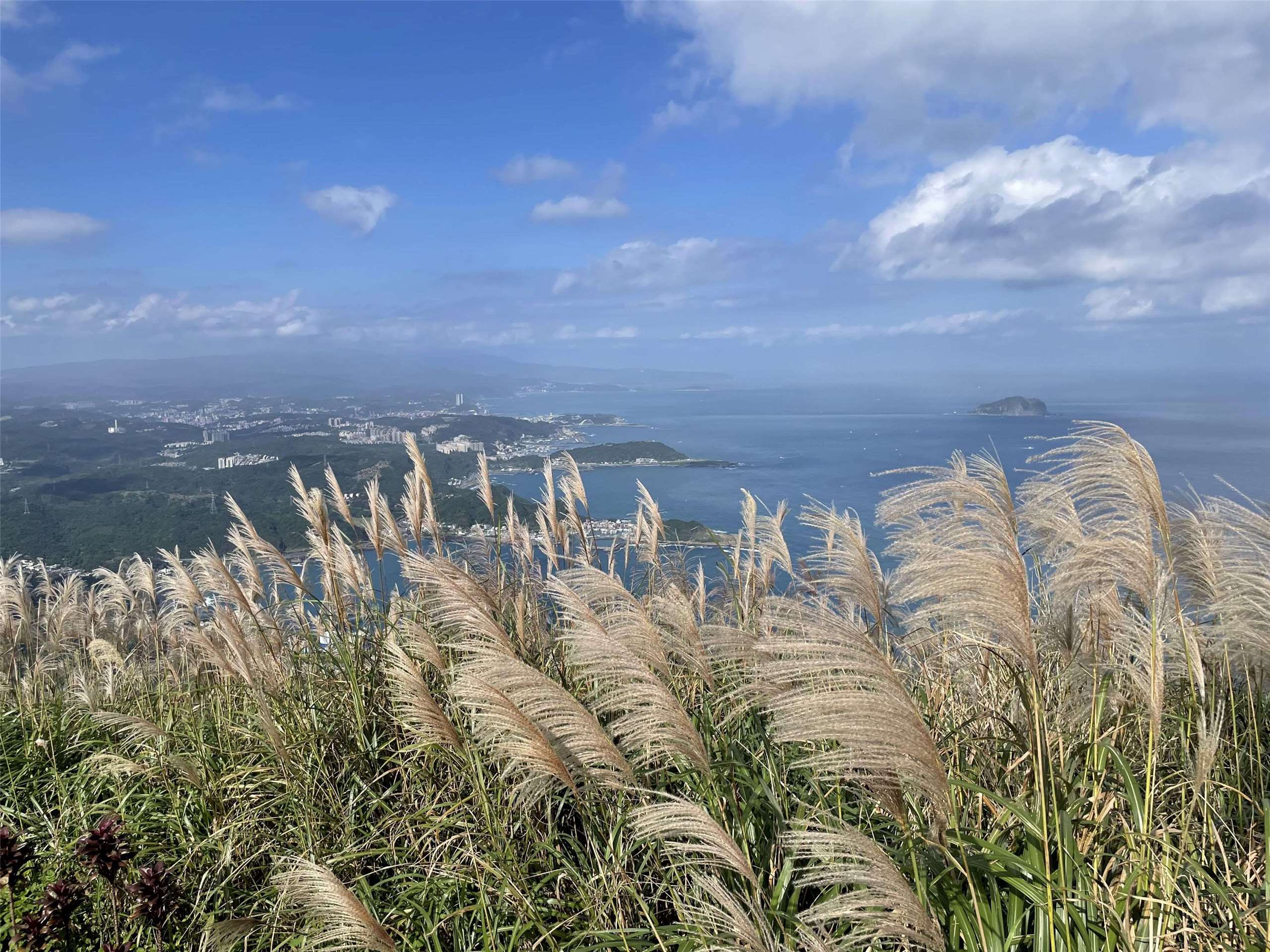 山一面に広がる「五節芒」が日差しを受けて銀白色に輝き、東北角（台湾北東部の海岸線一帯）の青い海と重なり合って、この季節ならではの壮麗な景色を作り出しています。（写真：新北市観光旅遊局提供）