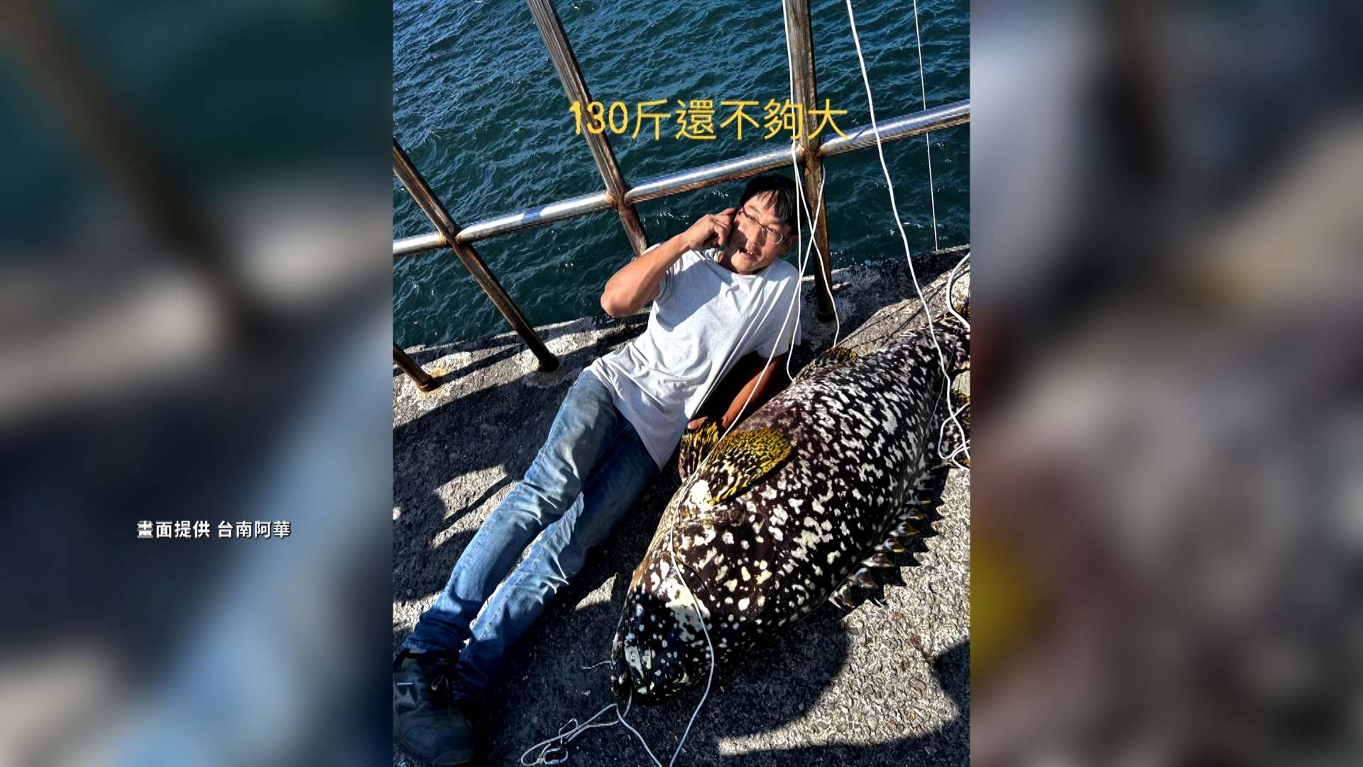 南部・台南で釣りに出かけた男性が、3日正午に安平区の堤防で巨大なハタ科の高級魚・タマカイを釣り上げた