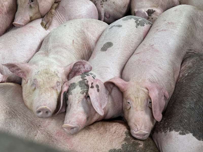 15日間にわたる豚の輸送と食肉処理禁止措置が7日に解除できるかどうかに関心が集まるなか、行政院（内閣）の卓栄泰・院長（首相）は4日、「5日正午に会議を開き、全面解除の可否を決定する」と述べました。また、今後1か月間、後続の市場管理と豚肉供給の安定化計画を実施し、毎週見直しを行うと説明しました。（写真：CNA）