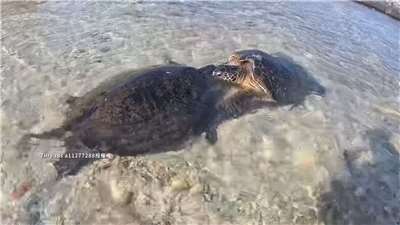 台湾最南端・屏東県の小琉球で珍しい“ウミガメの乱闘騒ぎ”が起きた。（写真：Rti）