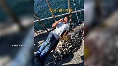 南部・台南で釣りに出かけた男性が、3日正午に安平区の堤防で巨大なハタ科の高級魚・タマカイを釣り上げた