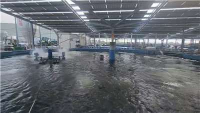 台湾中部・雲林県口湖の台湾鯛養殖場はAIを導入し、年間漁獲量が23倍になったという（写真：Rti）