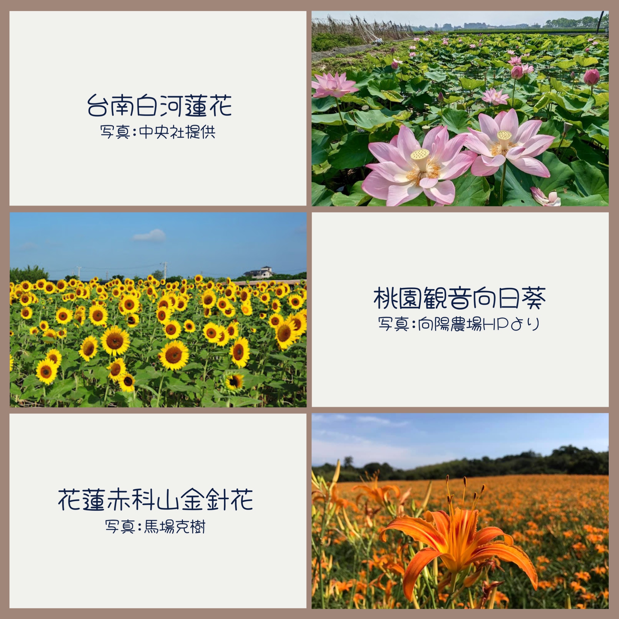 馬場克樹の「とっても台湾」(爸爸桑的「非常台灣」) - 2025-06-08-台湾の夏を彩る花たち-番組-財団法人中央廣播電台(中央放送局 ...