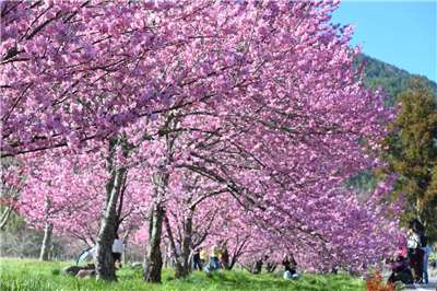 (写真：武陵農場提供)
