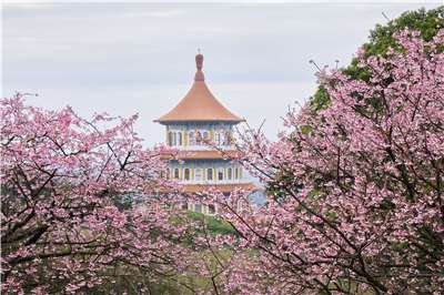 台湾北部で最も早く桜が楽しめるスポット、新北市淡水無極天元宮の2026年桜シーズンが、1月29日にスタート、2月11日まで開催されます。「台湾で最も美しい寺院の桜」とも称される天元宮では、今年も花の時期によって濃いピンク、淡いピンク、白へと表情を変える「三色桜」が主役です。（写真：新北市）