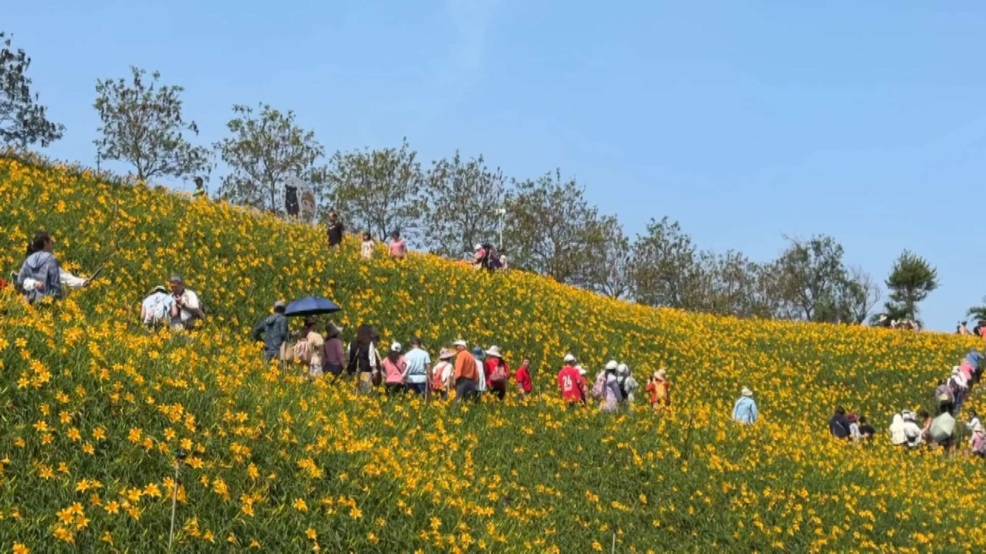 彰化県花壇郷の虎山巌では現在ワスレグサが満開。丘の斜面に広がるワスレグサを見ようと、5月はじめのメーデーの連休は観光客が押し寄せ、駐車場は大混雑した。