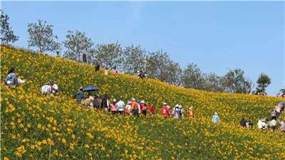 彰化県花壇郷の虎山巌では現在ワスレグサが満開。丘の斜面に広がるワスレグサを見ようと、5月はじめのメーデーの連休は観光客が押し寄せ、駐車場は大混雑した。