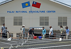 太平洋に位置する中華民国台湾の国交樹立国、パラオ共和国を訪問中の蕭美琴・副総統は9日午前、パラオ国家水産センターを参観、アイゴやサバヒーの養殖など台湾とパラオの協力による成果を確認した。(写真：CNA)