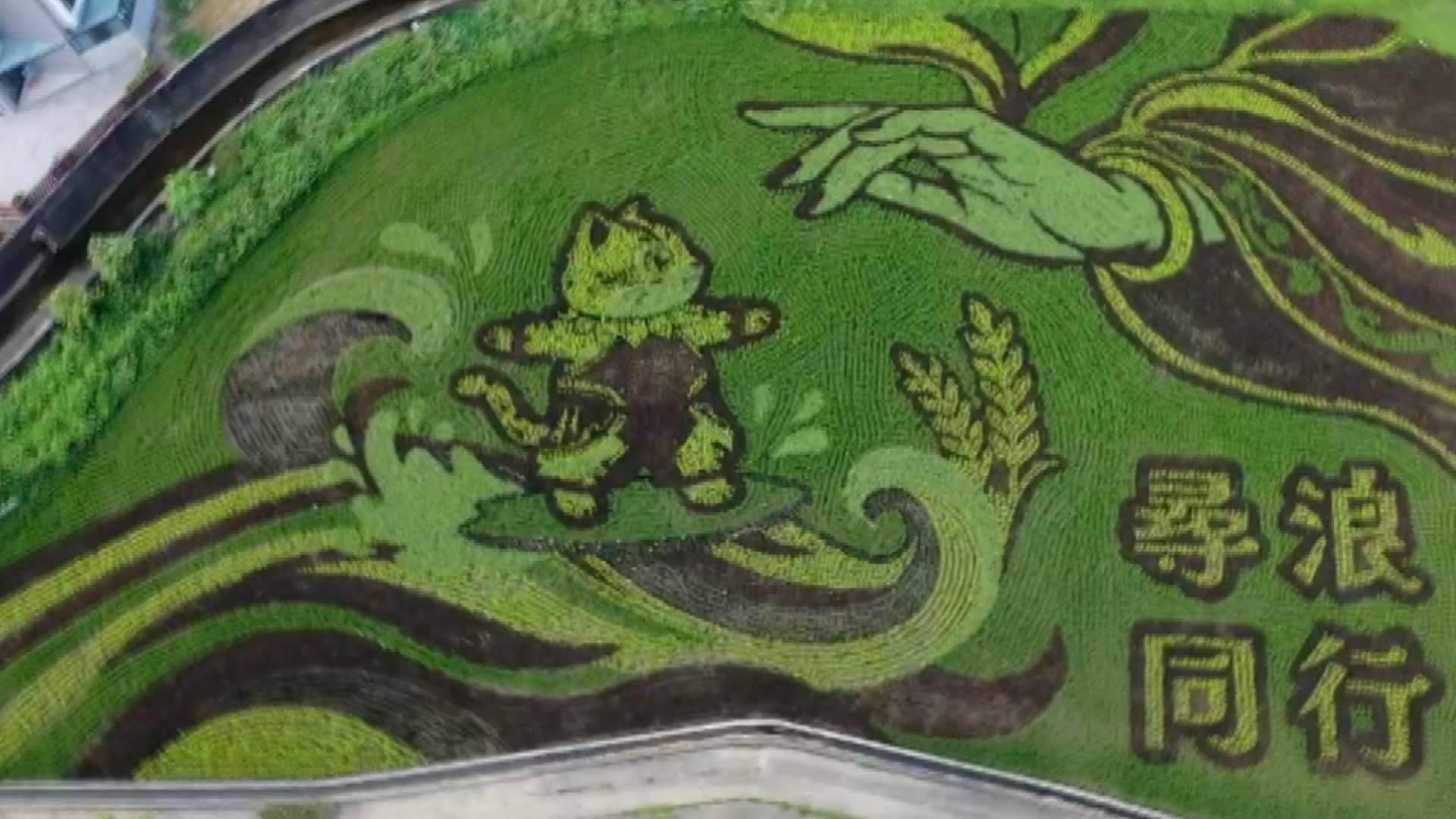 苗栗県の田んぼアートにヤマネコの県マスコット描くも 蛙に見えるとの