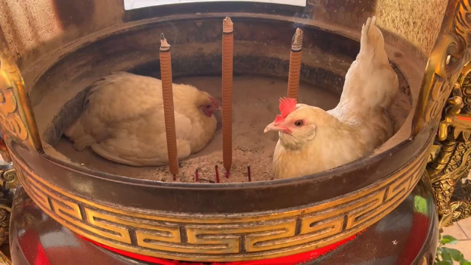台湾北東部・宜蘭県の無極慈聖堂ではこの一年余り、三羽の雌鶏たちが、信者が線香を立てるための香炉の中で代わりばんこに卵を温めており、参拝者たちを驚かせている。(写真：Rti)