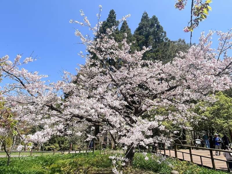 阿里山の桜（写真：蕭明学 提供／CNA）