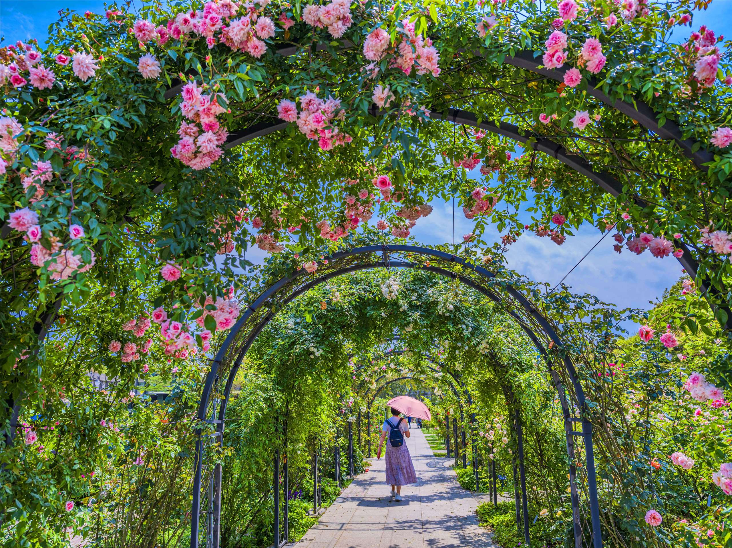 「2026臺北玫瑰展」（写真：台北市観光伝播局）