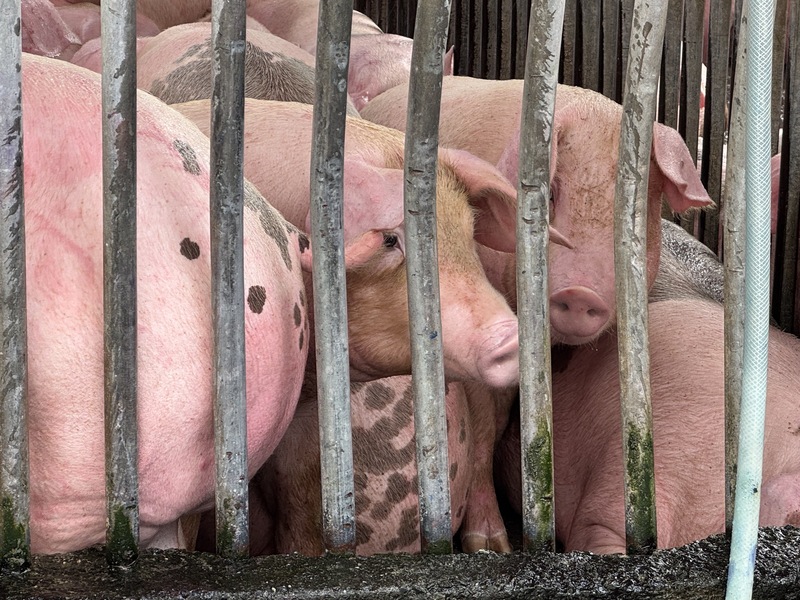 타이완 중부 타이중에서 아프리카돼지열병(African Swine Fever, ASF) 바이러스 양성 반응이 검출되었다. 사진은 윈린(雲林)의 한 돼지 도매시장 - 사진: CNA