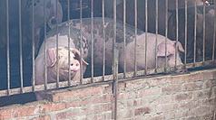 타이완에서 첫 아프리카돼지열병 확진 사례가 발생했다. 사진은 남부 자이(嘉義)의 한 양돈장 - 사진: CNA